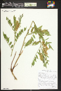 Glycyrrhiza lepidota image