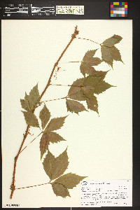 Parthenocissus inserta image