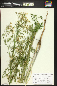 Conium maculatum image