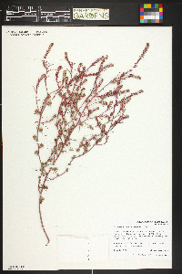 Corispermum americanum image