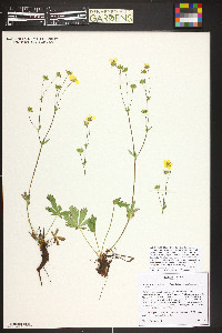 Potentilla gracilis image