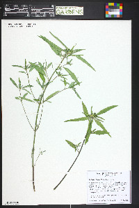 Euphorbia dentata image