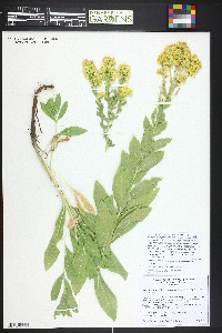 Solidago velutina subsp. sparsiflora image