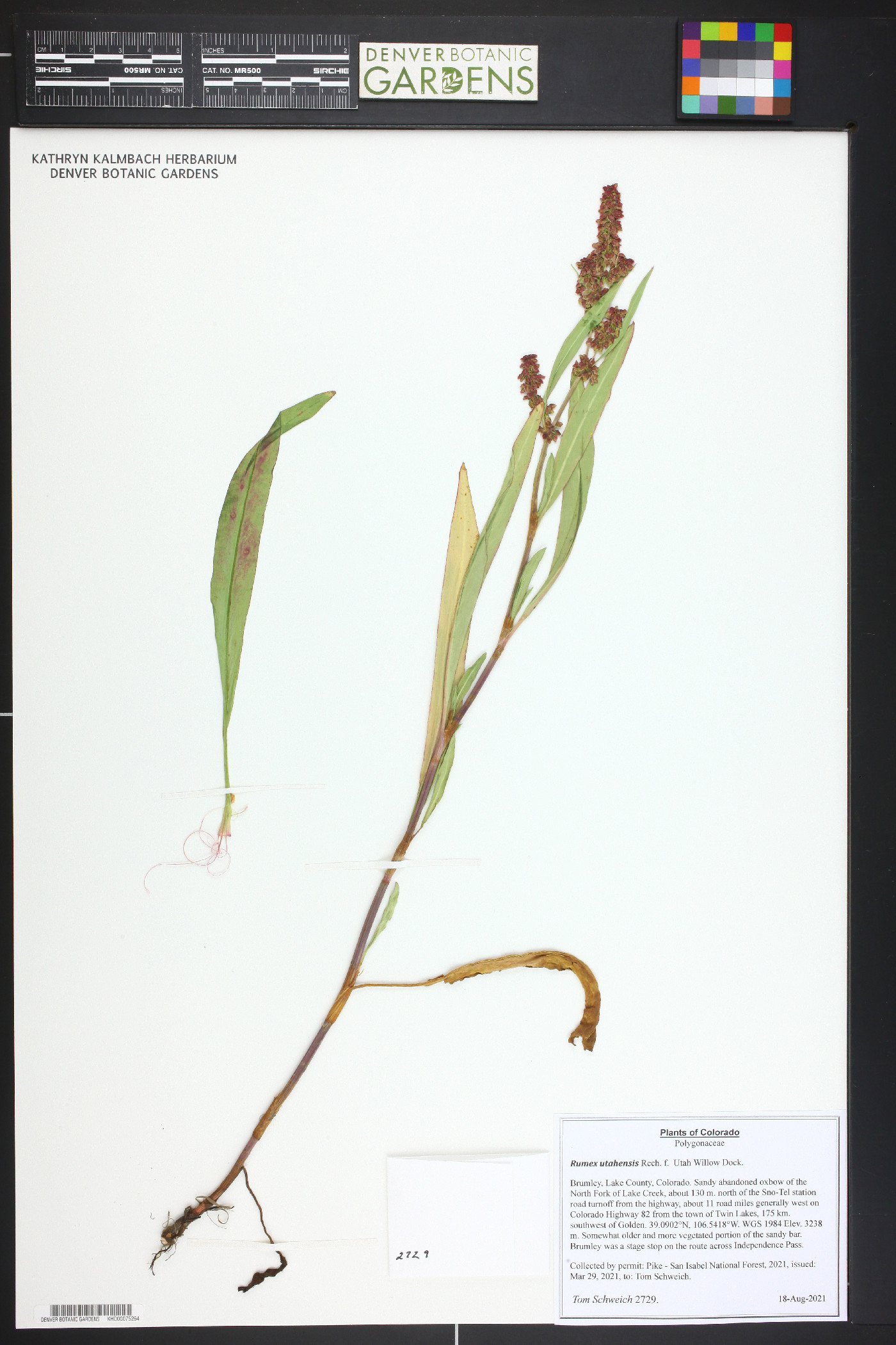 Rumex utahensis image