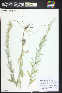 Artemisia ludoviciana subsp. ludoviciana image