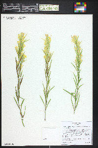 Ericameria parryi image