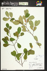 Erythroxylum confusum image