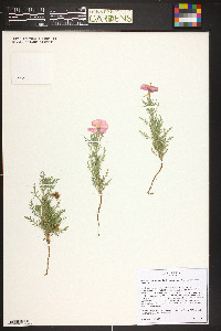 Oenothera coronopifolia image