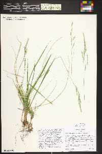 Schizachne purpurascens image