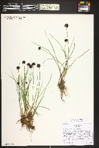 Juncus mertensianus image