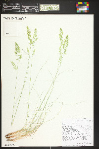 Festuca rubra image