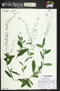 Myosotis scorpioides image