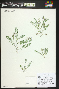 Astragalus alpinus image