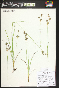 Juncus longistylis image