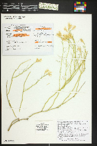 Ericameria nauseosa var. bigelovii image