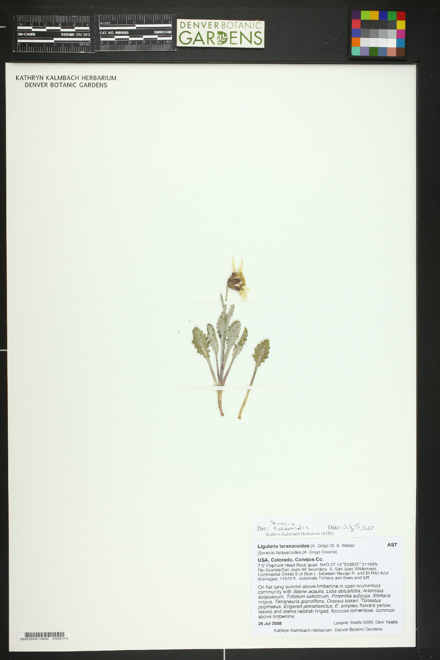 Senecio taraxacoides image