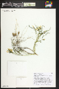 Astragalus debequaeus image