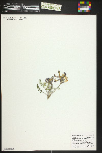 Astragalus chamaeleuce image