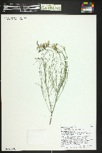 Astragalus convallarius var. scopulorum image