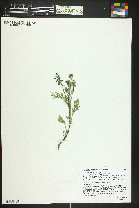 Astragalus eucosmus image