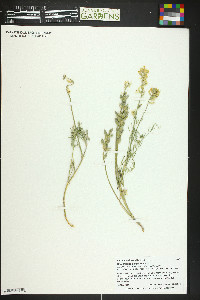 Astragalus flavus image