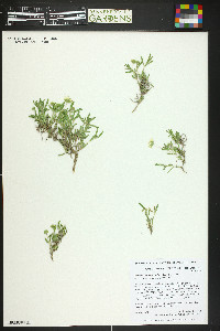 Melampodium leucanthum image