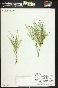 Astragalus preussii image