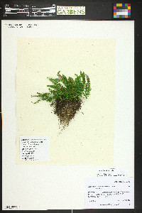 Asplenium viride image