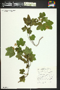 Ribes wolfii image