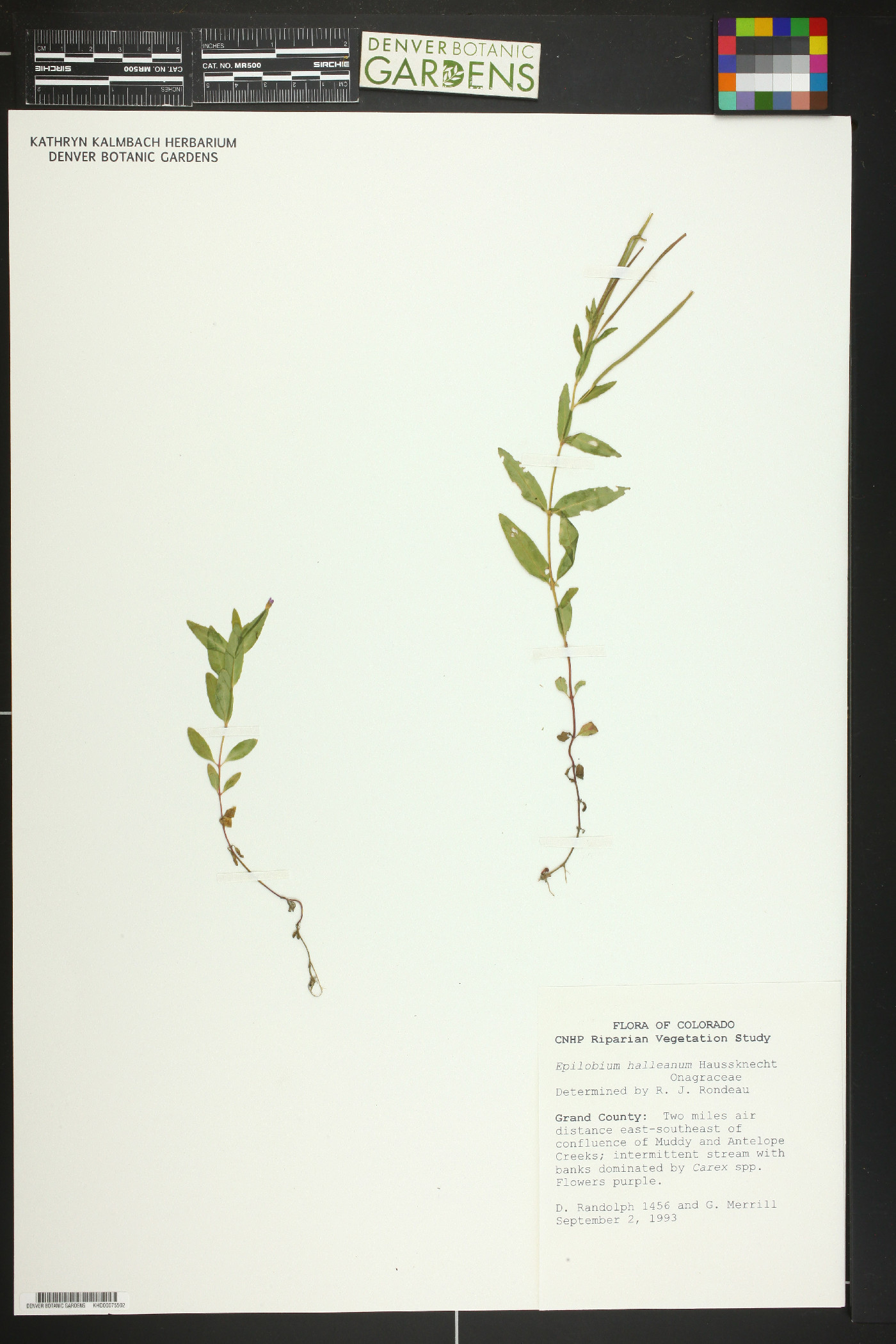 Epilobium halleanum image