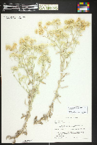 Pseudognaphalium canescens subsp. canescens image