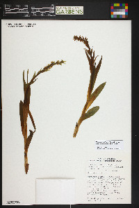 Limnorchis dilatata subsp. albiflora image