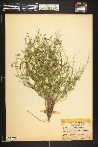 Tragia nepetaefolia image