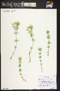 Linanthus nuttallii subsp. nuttallii image