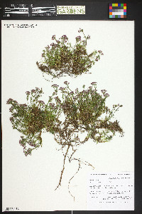 Image of Asperula pontica