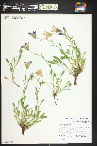 Campanula aucheri image