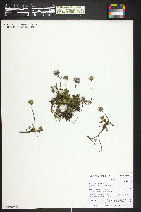 Globularia cordifolia image