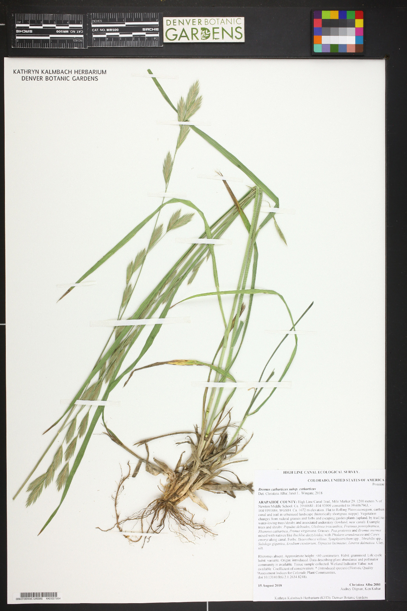 Bromus catharticus subsp. catharticus image