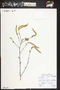 Betula utilis image