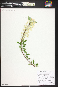 Prunus pensylvanica image