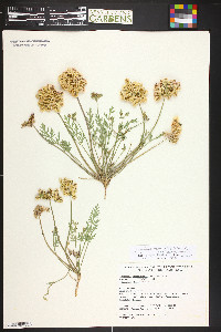 Cymopterus glomeratus image