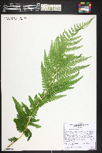 Dryopteris filix-mas image