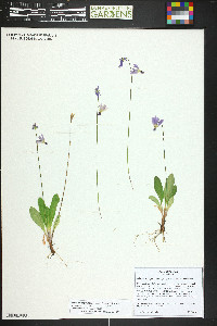 Primula pauciflora image