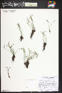 Asplenium septentrionale image