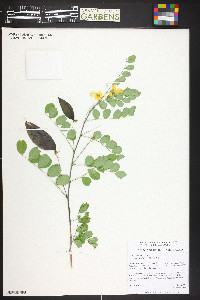 Colutea arborescens image