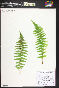 Dryopteris filix-mas image