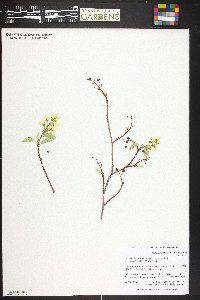 Amelanchier alnifolia image