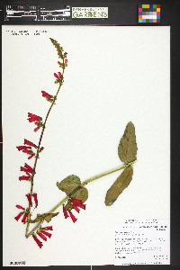 Penstemon eatonii image