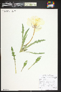 Oenothera cespitosa image