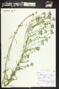 Dieteria bigelovii var. bigelovii image